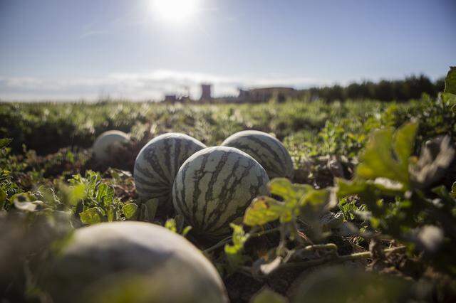 Melons in a field at a melon farm outside of Firebaugh on Sept. 11, 2025. 